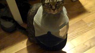 Cat Stole Coopers Hat