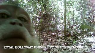 Long tailed Macaque 3