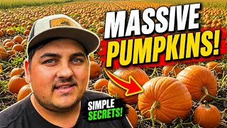 Our Secret to Massive Pumpkin Production