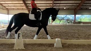 Slipstream (owned by Sherrill Tripp) ridden by Paula Paglia at Lilo Fore Clinic