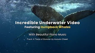 Incredible Underwater Video Footage Featuring Humpback Whales with Beautiful Piano Music #sealife