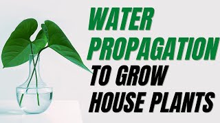 The Best Technique to Grow Houseplants | Water Propagation
