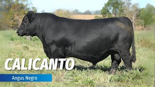 CALICANTO | Angus Negro🔹 CIALE Alta 🔹