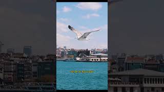 Oh To Fly - (Lyric Video)