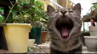 Death Metal Cats!!!!