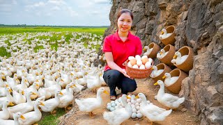 Harvesting Thousands Giant Egg & Goes to Market Sell, Giant python hiding in abandoned house