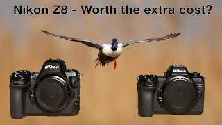 Nikon Z6 III vs Nikon Z8 - Which is the BEST option for Wildlife Photography?