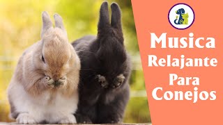 Musica para Conejos, Música relajante para conejos 🐰 Música suave y calmante para mascotas