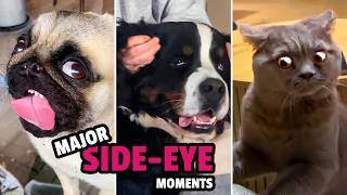 FUNNIEST OF THE YEAR! 😂 Try Not to Laugh