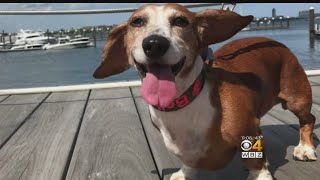 Dorchester Couple Heartbroken After Dogs Were Attacked