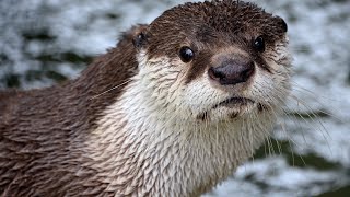 New African Clawless Otter Exhibit Now Open
