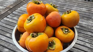 Picking Delicious Giant Fuyu Persimmons from Home. #persimmon #persimmons #persimmonfruit