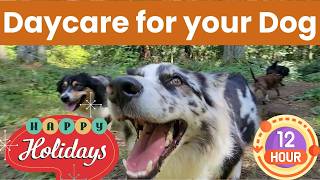 Daycare for your dog 🐶🐕🐩🎄👨‍👩‍👧  Merry Christmas and Happy Holidays from Doggy Woods and our pack