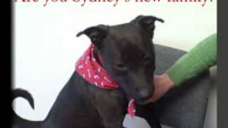 *ADOPTED* Sydney, 9518400, Humane Society Colorado