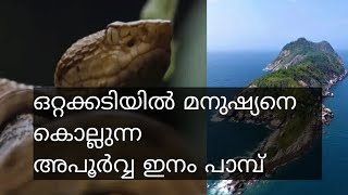 ഒറ്റക്കടിയിൽ മനുഷ്യനെ കൊല്ലുന്ന അപൂർവ്വ ഇനം പാമ്പ് 😱#trending #viralvedio#news #realnews #livenews