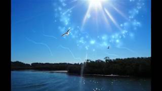 Arctic Tern (Instrumental)