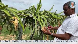 Dragonfruit Harvesting in our Farm