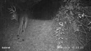 Deer with a pumpkin