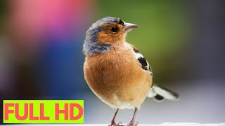 Amazing Birds Video in Full HD  - Perfect for Sleep, Relaxation, Anxiety relief and Stress relief