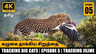 Tracking Jilme – The Vulture-Hunting Leopard of Maasai Mara | Tracking the Big Cats Series | தமிழில்