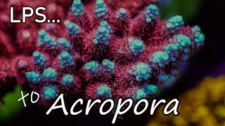 Intro to Acropora Coral Care | The Modern Reefer's Predicament | SPS