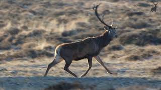 Afwerpen stang edelhert