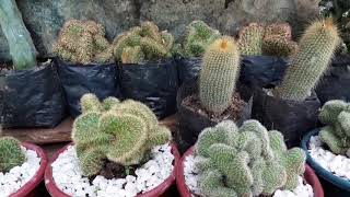 Cactus Varieties potted Plants