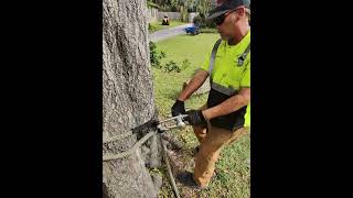 TREE WORK CAPTURED BY META / RAYBAN SMART GLASSES #ai #meta #metaglasses #rogerwaldman #584tree