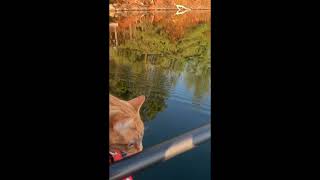 Princess Lulu paddling on a still fall morning.