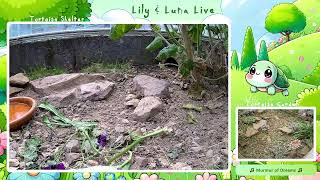Turtle duo action 🐢 Relax | Turtles | Music | Chill