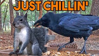 ✌️ Meditation Music &  🌲 Forest Sounds 🎶🐿  Squirrels & Ravens
