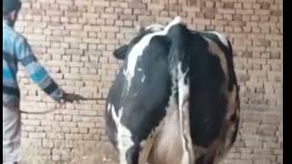 March 15, 2022 ||farming biggest cows for sale||milk competition highly Milking record #trending