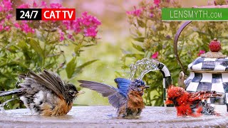 24/7/365 Streaming Cat TV for Cats to Watch 😻 Bird Sounds, No Music 24/7/365 Cute Birds Show No ADs