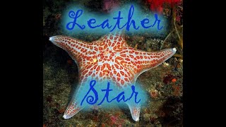 Leather Star