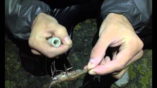 HOW TO BAIT UP LIVE PRAWN...