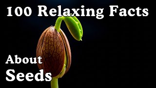 The Most Relaxing Facts About Seeds to Fall Asleep To - Dreamy Science