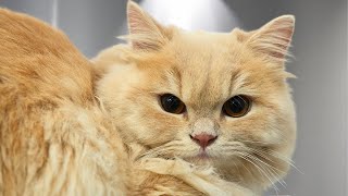 Some days are Lemons...And This Cat Proves It