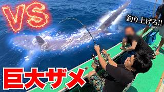 [Danger] Can you reel in a giant man-eating shark weighing over 100kg?