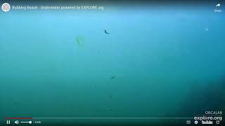 Orca Cam   Strider Rubbing Beach Underwater Camera   Explore org   Google Chrome 2022 08 02 11 30 09