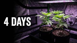 Days After Transplant – Organic Grow Update 🌱