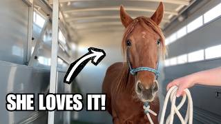 Wild Mustang hits the road! ~ Travel training a green horse