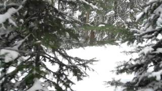 Tree-Lines at the Beav pt. 1