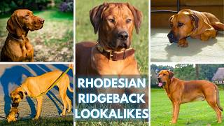 Rhodesian Ridgeback or Not? 16 Rhodesian Ridgeback Lookalikes