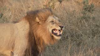 Kruger Safari: Vuyela Pride of Lions + Cubs  Africa on Foot