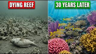 Florida Banned One Net in a Dying Coral Reef — What It Did to the Fish Was Impossible.