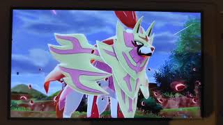 My Shiny Zamazenta! (Event - 11/12/2021)  :)