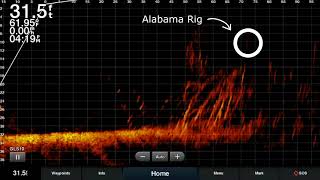 EastTNFishing: Garmin Livescope LVS12 and LVS32 Footage Comparison with Bass Boat Electronics.com