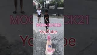 MALAKAS NA ASO