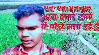 धन-धन-धन-धन आज हमारे खेतों में पौधे लगा रहे हैं।     Dhan-dhan-dhan- #sunilvlogs3  crbsunilvlogs🙏🏼👍🥵