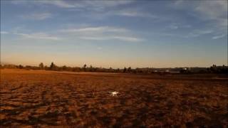 Two quads and a hawk